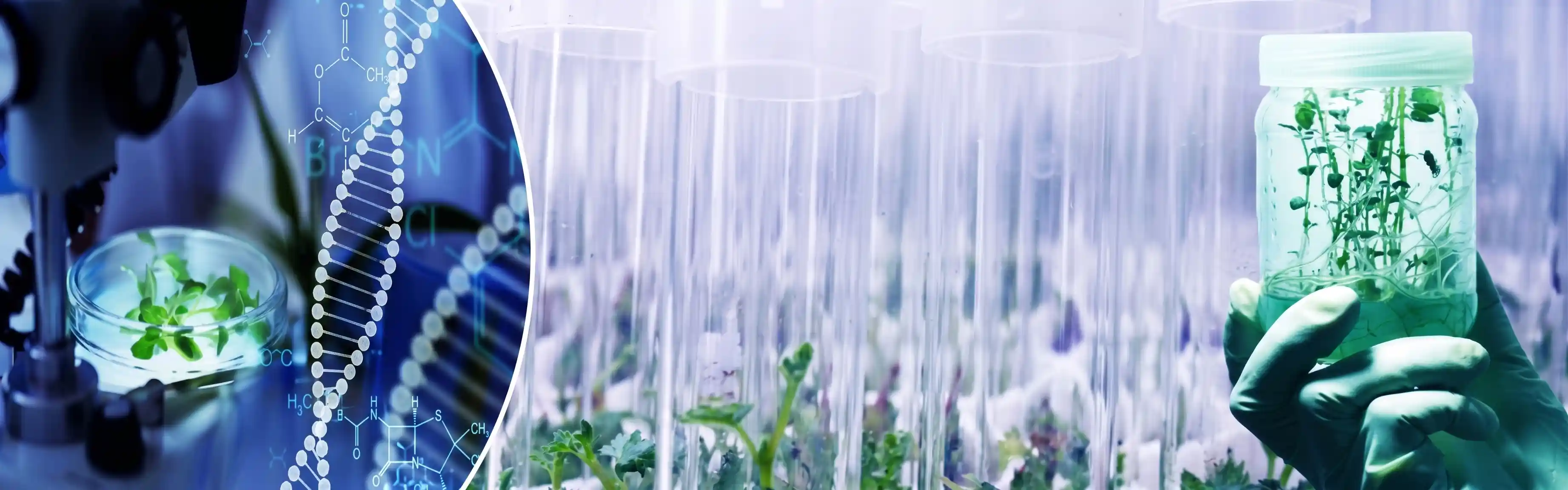Plant Biotechnology