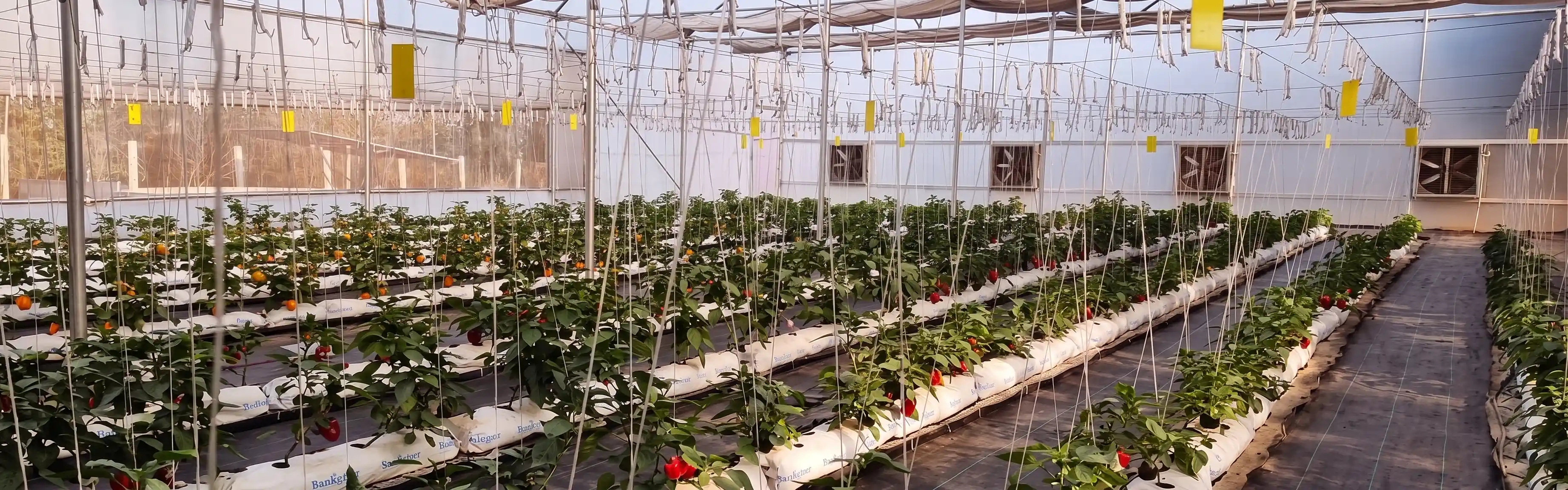 Soilless Cultivation Greenhouse