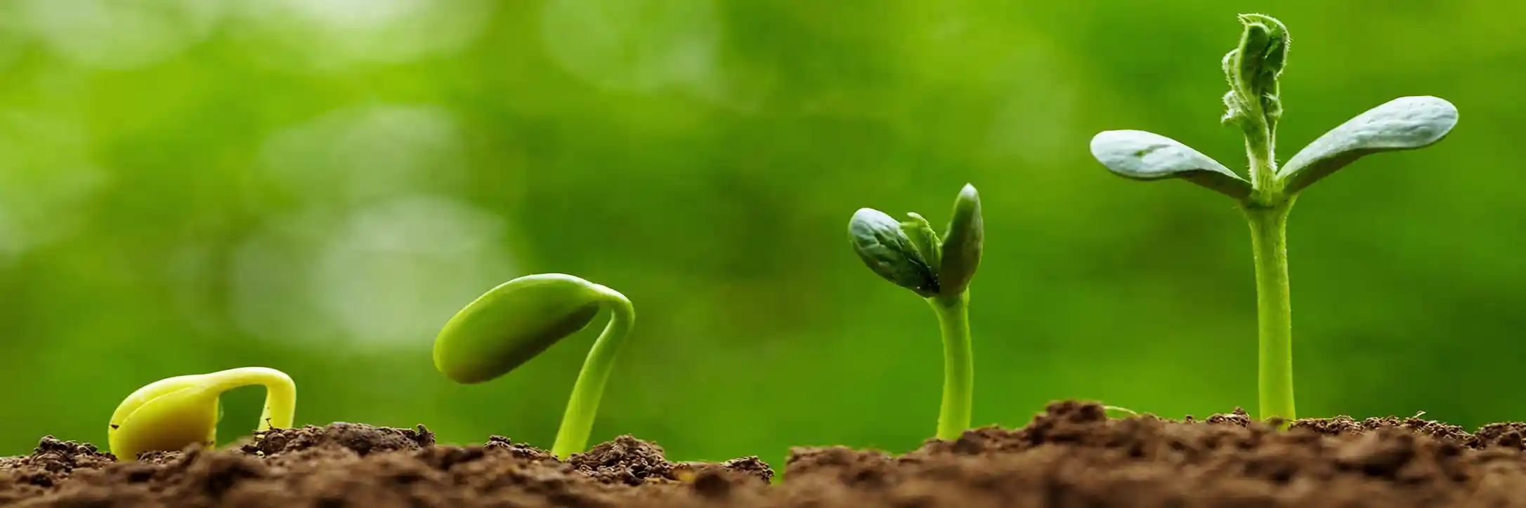 Organic Farming Solution