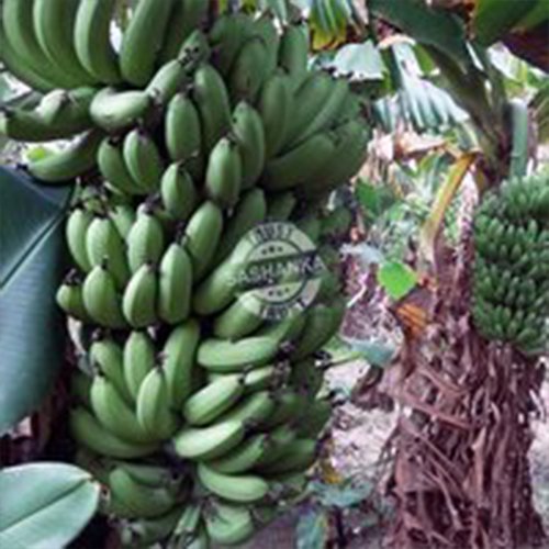 Tissue Culture Fruit Plants