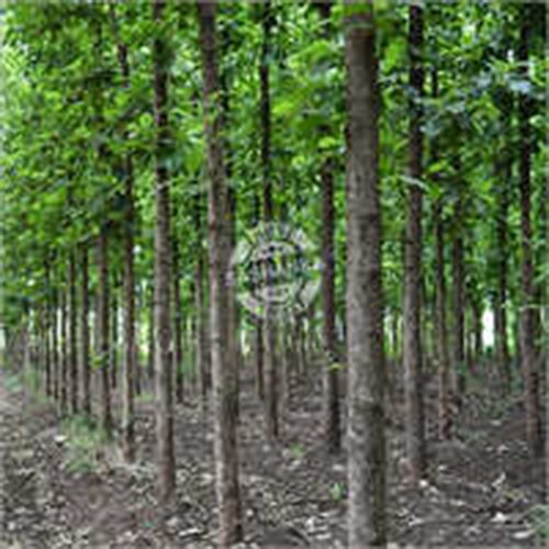 Tissue Culture Forest & Timber Plants