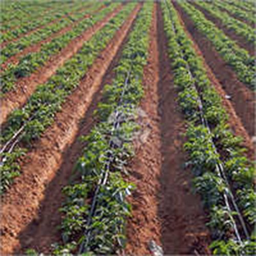 Drip Irrigation