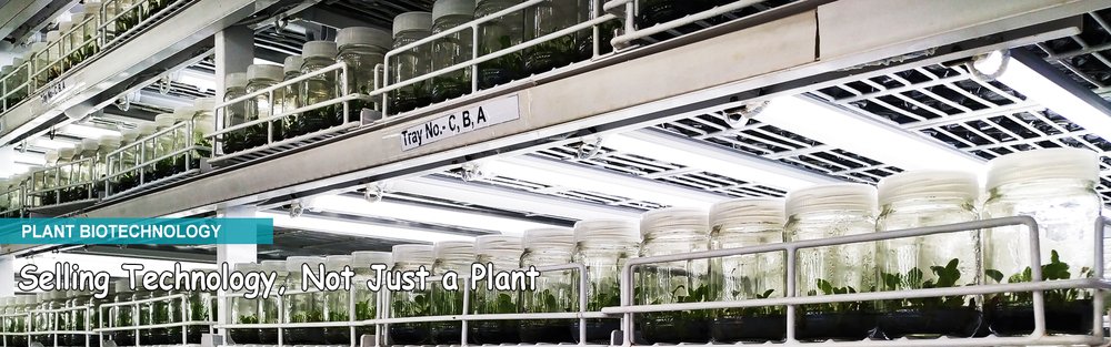 Tissue Culture Fruit Plants Banner