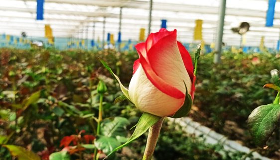 Greenhouse & Agri Infra