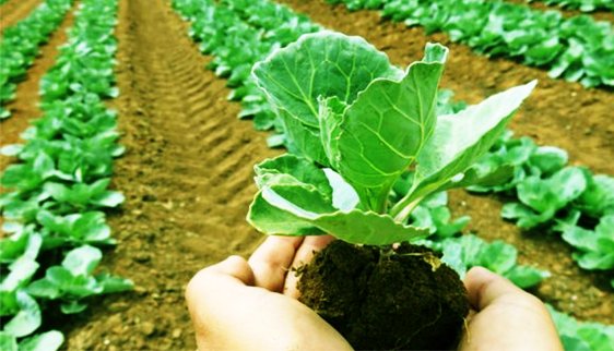 Organic Farming Solution