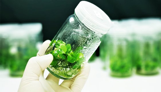 Plant Bio Technology